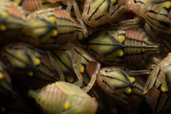 Metcalfiella