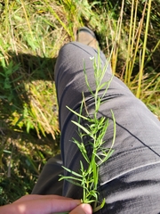 Epilobium leptophyllum