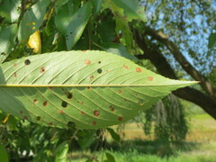 Wilsonomyces carpophilus