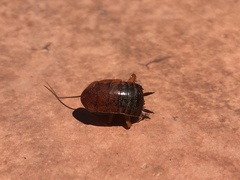 Shelfordella lateralis