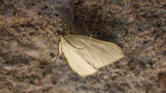 Sitochroa palealis