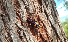 Dendrobias mandibularis