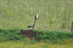 Geranoaetus albicaudatus