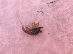 Shelfordella lateralis