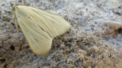 Sitochroa palealis