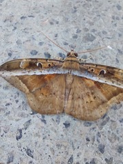 Hemeroblemma opigena