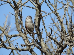 Cranioleuca pyrrhophia