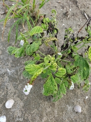 Heliotropium
