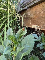 Cacoecimorpha pronubana