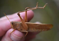 Schistocerca lineata