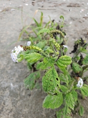 Heliotropium