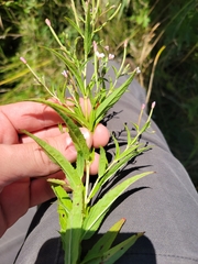 Epilobium coloratum