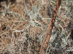 Senecio viravira