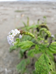 Heliotropium