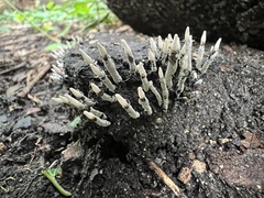 Xylaria hypoxylon