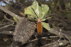 Banksia lemanniana