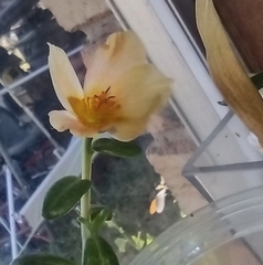 Portulaca umbraticola