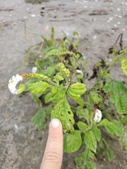 Heliotropium
