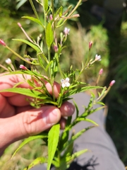Epilobium coloratum