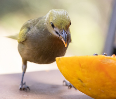 Thraupis palmarum