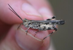 Psinidia fenestralis