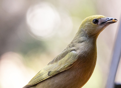 Thraupis palmarum