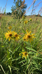 Helianthus giganteus