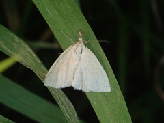 Udea lutealis