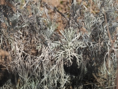 Senecio viravira