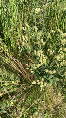 Brickellia eupatorioides