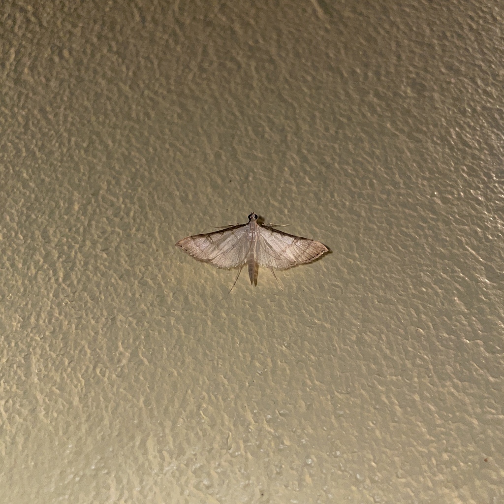 Stenia colubralis