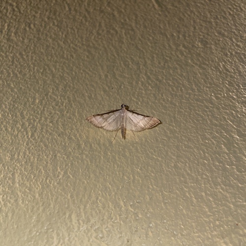 Stenia colubralis