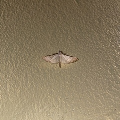 Blepharomastix colubralis