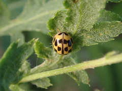 Propylea quatuordecimpunctata