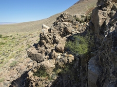 Eriogonum glandulosum