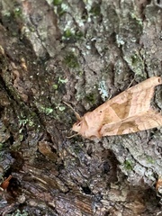 Phlogophora periculosa