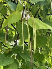 Catalpa