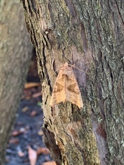 Phlogophora periculosa