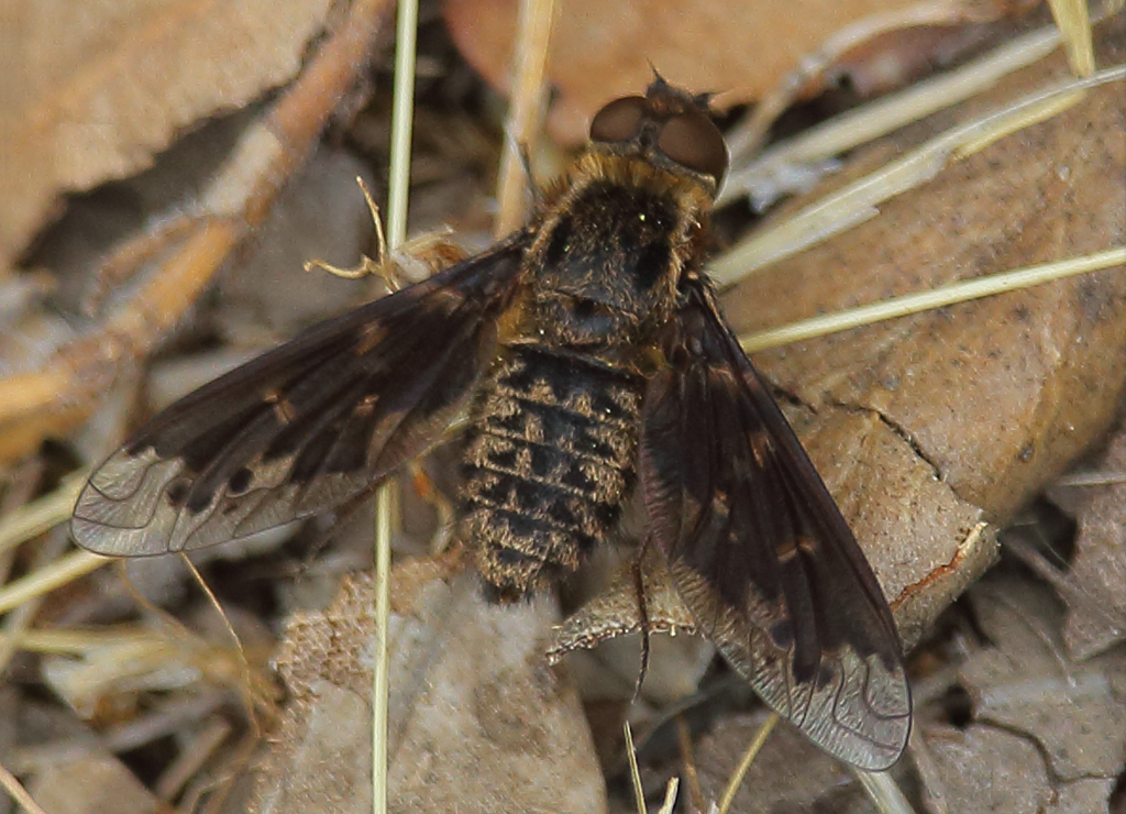 Thyridanthrax durvillei