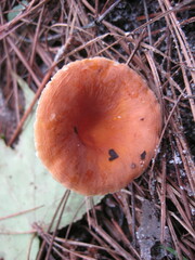 Lactifluus hygrophoroides