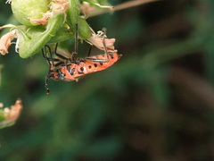 Corizus hyoscyami