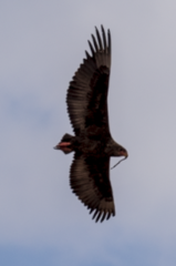 Terathopius ecaudatus