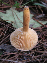 Lactifluus hygrophoroides