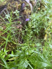 Scutellaria lateriflora