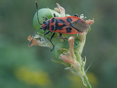 Corizus hyoscyami