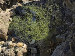 Eriogonum glandulosum