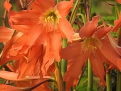 Hippeastrum