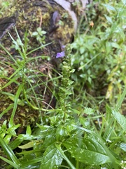 Scutellaria lateriflora