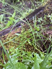 Scutellaria lateriflora