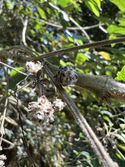 Lippia hirsuta